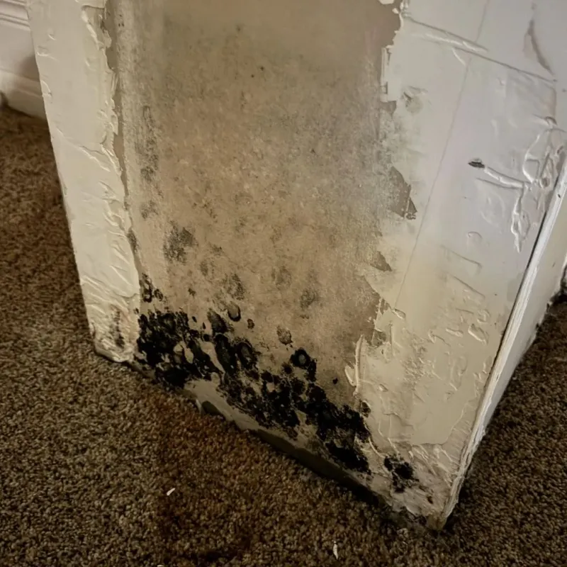 Professional Mold Removal in Mount Clemens, MI